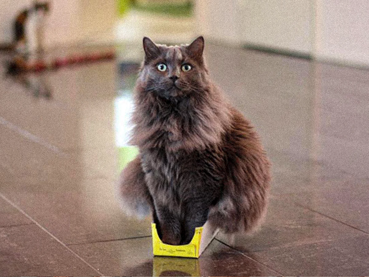 A furry gray cat sitting in a too-small box.